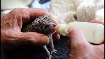 Dieren in de opvang bij Faunavisie Wildcare, zomer/najaar 2025
