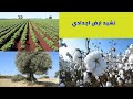 نشيد ارض اجدادي الصف الثاني الابتدائي الترم الثاني لغة عربية المنهج الجديد نشيد ارض اجدادي الصف الثاني الابتدائي الترم الثاني لغة عربية المنهج الجديد
