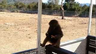 Safari Zoo Mallorca - Affe fährt mit