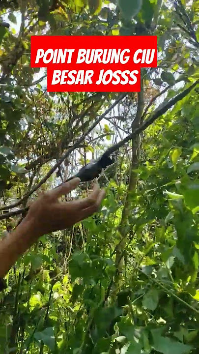 poin burung ciu besar.