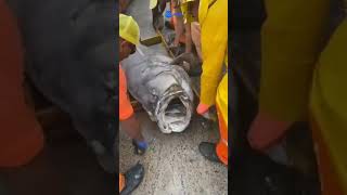 Peixe de 100 quilos é encontrado morto na Praia da Boa Viagem, em Niterói