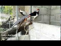 Keanggunan  Ayam Hias Lady Amherst Pheasant