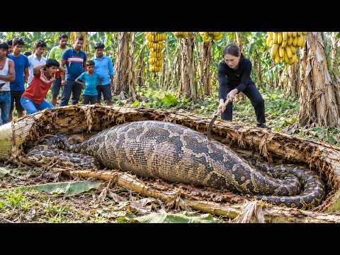 [TIMELAPSE] -- Harvesting Rare Giant Golden Bananas | Discover Inside Giant Python’s Swollen Belly