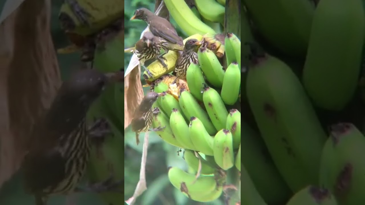cigua palmera REPUBLICA DOMINICANA ,ave nacional.....