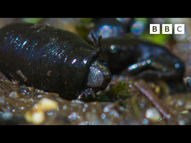 Pembantaian katak yang MENGERIKAN 🫣🐸 | Kepulauan Liar - BBC class=