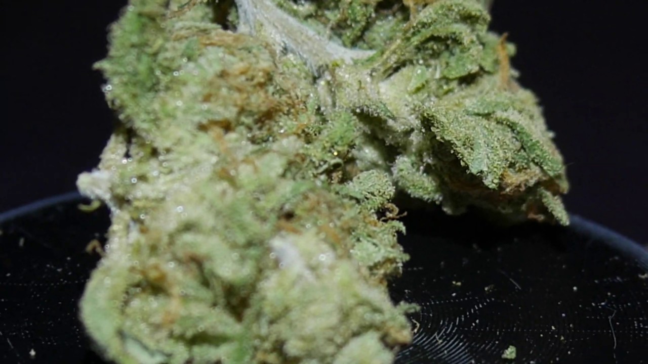 Wet Dream - Strain Review | Strains of the Bay