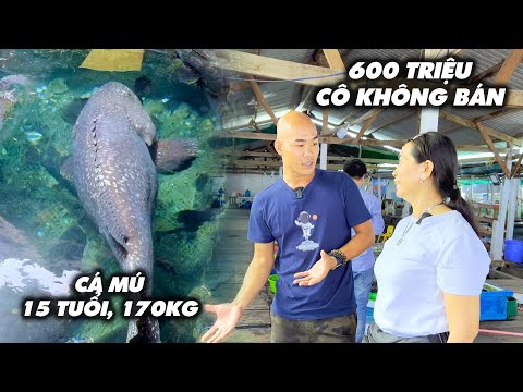 Video CON CÁ MÚ KHỔNG LỒ NẶNG 170KG , 600 TRIỆU BÀ CHỦ KHÔNG... - youtube