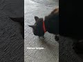 Sihitam lg mamam tempe #videolucu #funny #kucing #kucinglucu #fyp