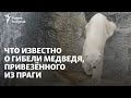 Что известно о гибели полярного медведя Тома, привезенного из Праги?