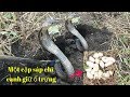 Thợ Săn Rắn Hổ Mang # 01 Phát Hiện Một Cặp Sáp Chì Canh Giữ Ổ Trứng Đẻ Non(Hunting Snakes)