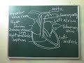 THE HUMAN HEART || HOW TO DRAW HUMAN HEART IN VERY EASY STEP || BY MADAN KUMAR || EASY DIAGRAM
