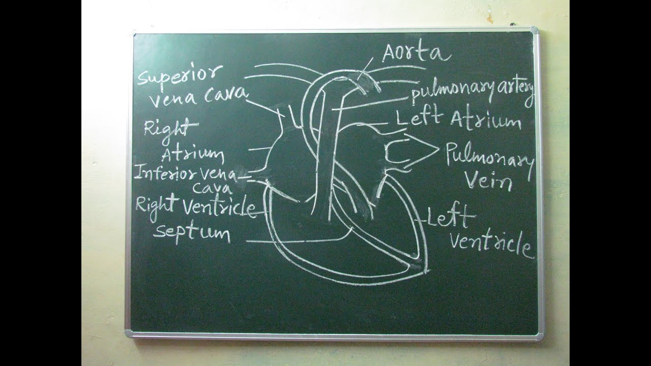 THE HUMAN HEART || HOW TO DRAW HUMAN HEART IN VERY EASY STEP || BY