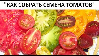 Как собрать семена томатов.