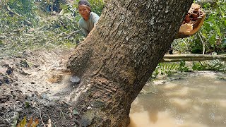 The first tree FAILED the second tree WAS CURRENT... Cut down 2 trembesi trees on the river bank.