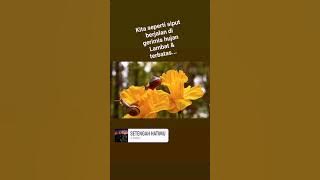 Dadali ~ Setengah Hatimu cover story 🐚