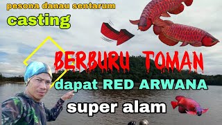 'STREAK' Red Arowana‼️ Expensive Fish when Casting Toman Fish (snakehead) Lake Sentarum
