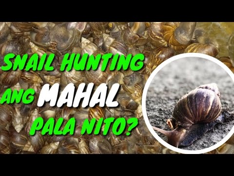 Video: Freshwater snail: anong panganib ang dulot nito?