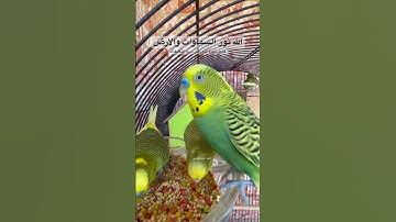 #سورة_النور #قرآن #عبدالباسط_عبدالصمد #المصحف #اكسبلور #طيور #البادجي #quran #birds #budgies #texas
