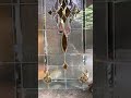Rauf Glass Art