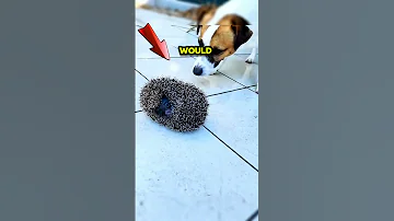 Baby Hedgehog Saved From Drowning In Pool Finds Family Animalshorts Animalrescue Shortsfeed 