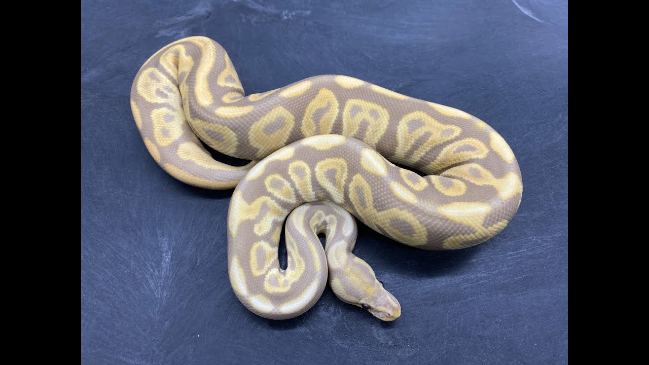 More Ball Python morphs for the photo shoot for my new website!