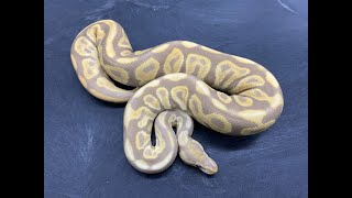 More Ball Python morphs for the photo shoot for my new website!