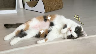 The cat that lost her will to live after we shaved her belly