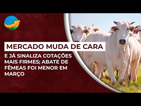 Mercado do boi muda de cara e já sinaliza cotações mais firmes; abate de fêmeas foi menor em março