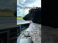 DOG ON BOARD #dog #furbaby #puppy #dachshund #shortvideo #carride