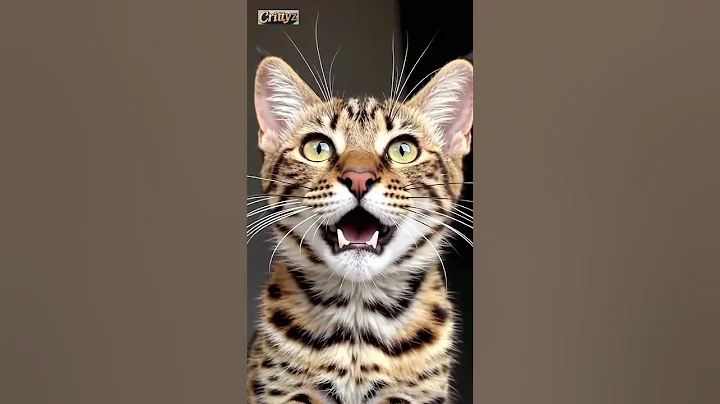 Video 11171131: bengalcat meow cat, bengalcat cat pet, bengalcat cat cute, bengal cat cute