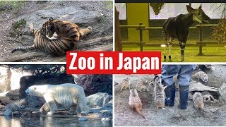 Yokohama Zoo “Zoorasia” in Japan | 横浜動物園ズーラシア