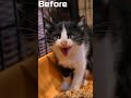 保護した子猫の、どこへ行った君の警戒心　わた君の場合