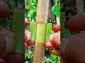 unique grafting techniques 😊🌳#unique #gardening #grafting #home #plants #craft #diy