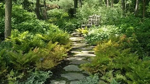 Hardy Evergreen Ferns you can plant now/Garden Sty...