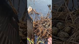 A bird showed an incredible display of heroism while it protected its nest from a tractor 🥹 #shorts