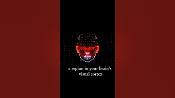 Why Do We See Faces in Random Objects?  The Science of Pareidolia