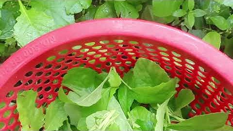 Rau cải trời xào thịt món dân dã ngon cơm cực kỳ