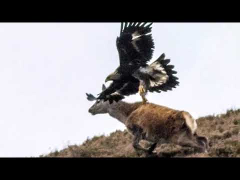 Βίντεο: Eagle-Eagle: ένα πουλί στα πρόθυρα της εξαφάνισης