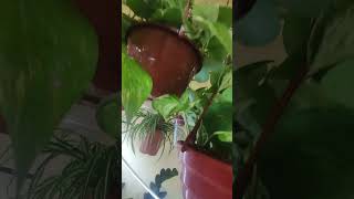 картинка: Уйдаги гулларим тулик видео 