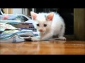 子猫～生後1ヶ月の赤ちゃん仔猫です。