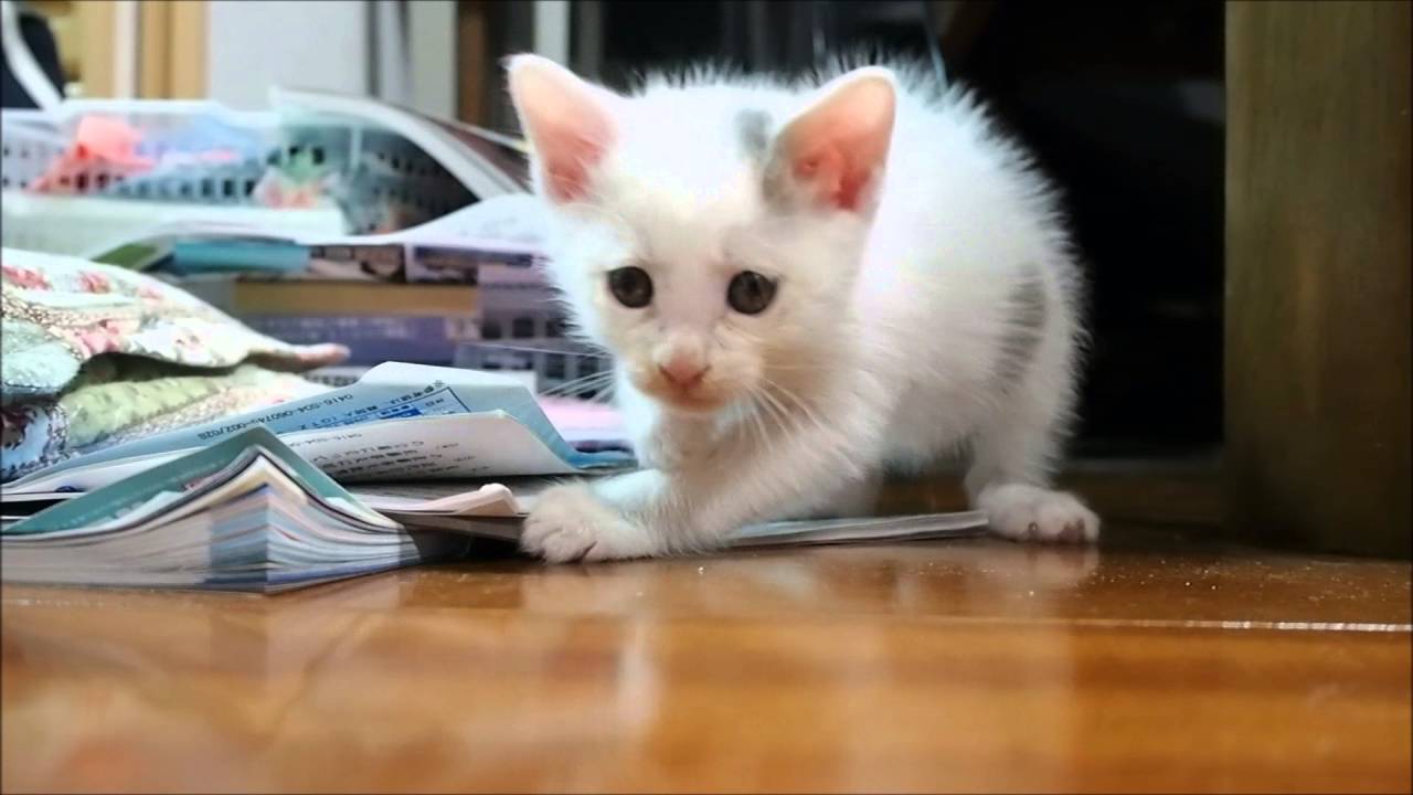 子猫 生後1ヶ月の赤ちゃん仔猫です Youtube 子猫 生後1ヶ月の赤ちゃん仔猫です Youtube