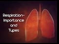 Respiration and Its Importance