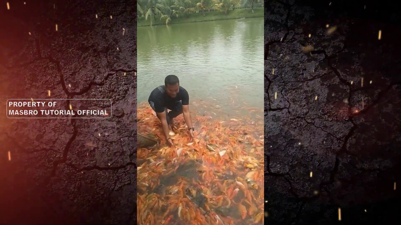 TERNAK- IKAN NILA DI- KOLAM 