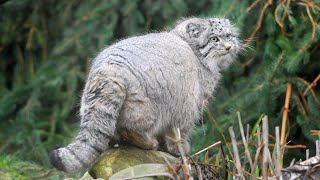Pallas&#39;s cat conservation - Love Your Zoo Week
