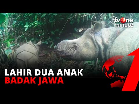 KABAR GEMBIRA! Telah Lahir 2 Anak Badak Jawa di Taman Nasional Ujung Kulon | tvOne