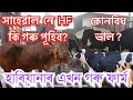 কি গৰু পূহিব বেছি গাখীৰৰ বাবে? Dairy farm videos ॥ Cow Farm business ॥ Sahiwal Cow॥ Sahewal ॥ HF Cow