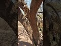 Enough food at home today hadzabetribe africa tanzania africanremotesexplorer