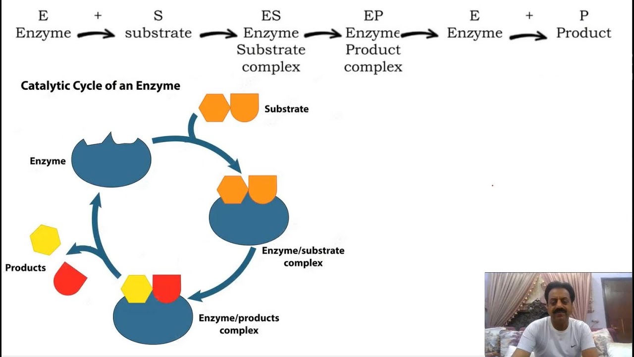 Chapter 2 / First year Biology / Enzymes (Part 3) / Mechanism of