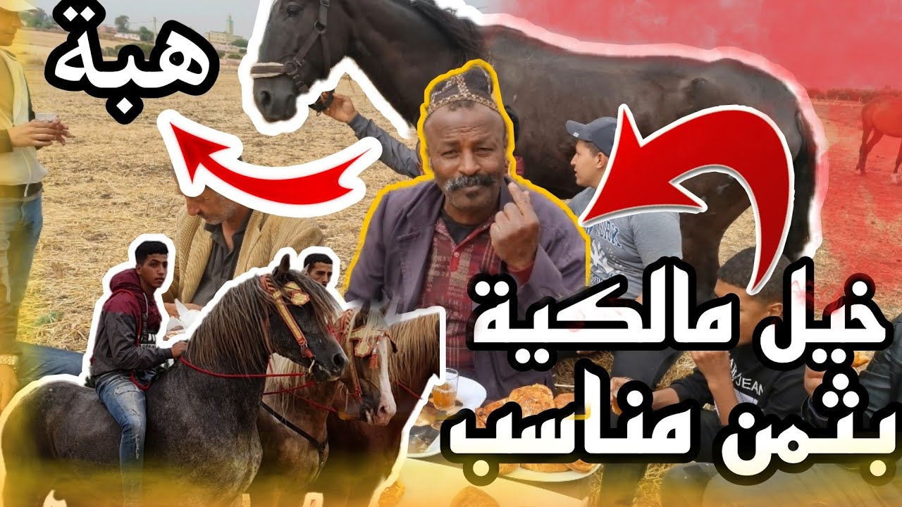 خيل بثمن مناسب مع ضمانة و شوفوا كيفاش ولات هبة و الفرس العربي الأصيل ولكن كولشي على حمار الجديد 😍