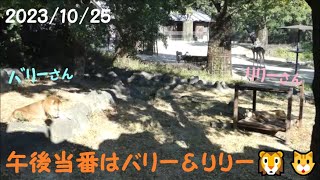 【ライオン】午後当番はバリー＆リリー??　2023/10/25　とべ動物園